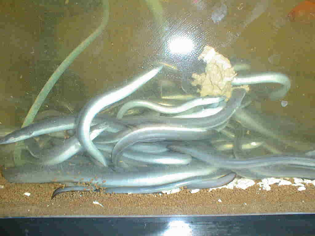 うなぎのこと 飼育記録