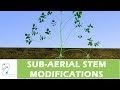 What Is Stem Modification - Shoot System Modification Of Stem Underground And Sub Aerial Modifications Of Stem Flexiprep - The underground stem modifications form are specialized stems, which are not positively phototropic, they belong to herbaceous plants, acquire various sizes and shapes and store food as carbohydrate in the form of starch.
