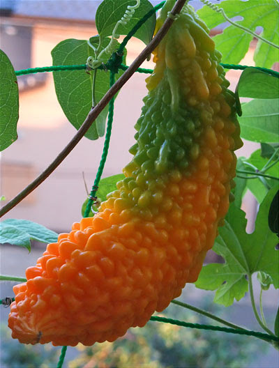 ゴーヤがオレンジ色になった Raspberry Bush