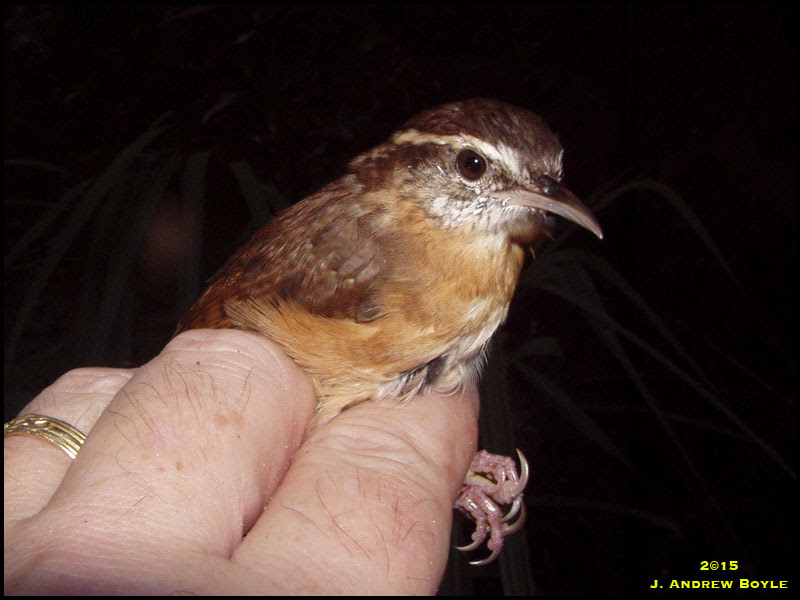 Carolina Wren