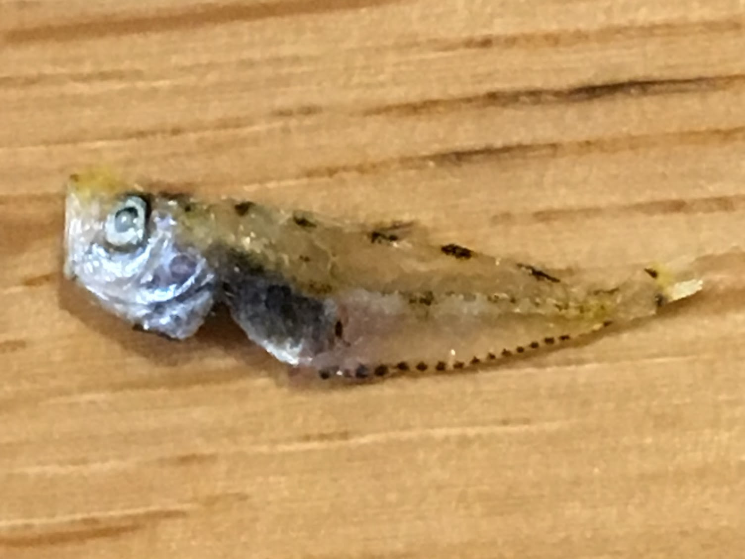 魚類 スズキ目 スズキ亜目 アジ科 アジのなかま チリモン図鑑 写真を撮って チリモンをチェックして図鑑に登録しよう
