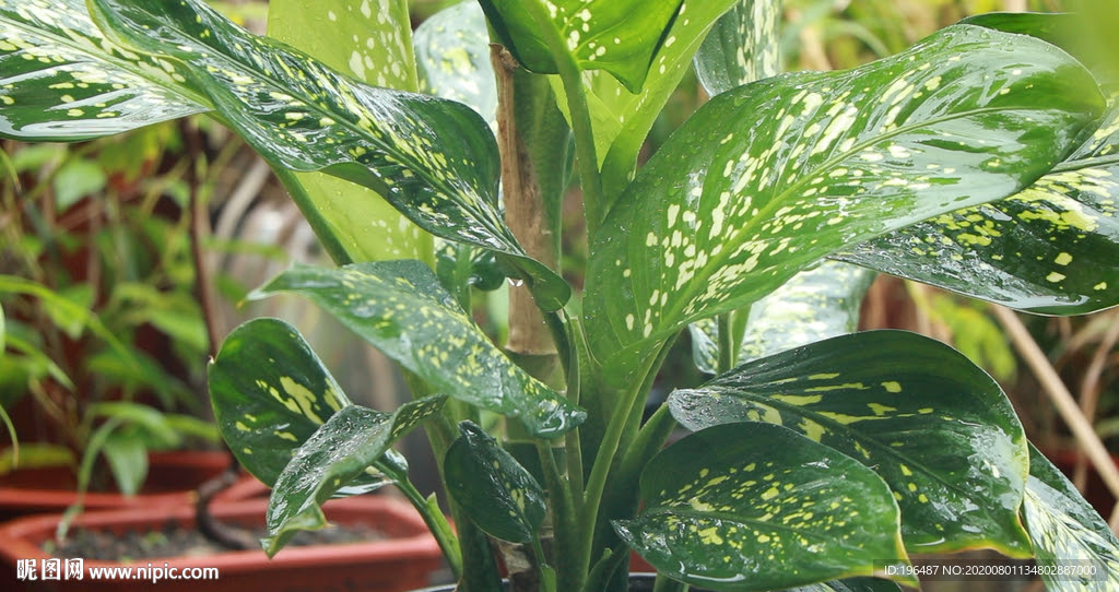 万年青视频矢量图 动物 植物 实拍视频 矢量图库 昵图网nipic Com