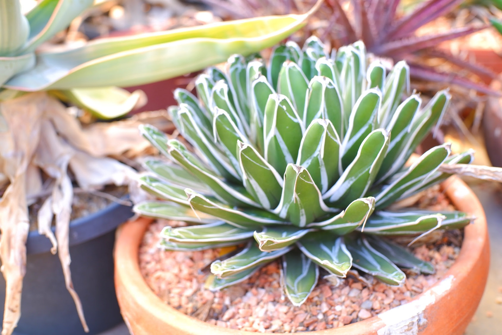 多肉植物にぴったりな植木鉢4選 形の乱れない多肉植物の寄せ植えを作るには 植木鉢ナビ