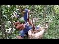 Cara Merawat Pohon Jeruk Dalam Pot