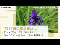 √無料でダウンロード！ ラークスパー 花 言葉 332007-ラークスパー 花言葉