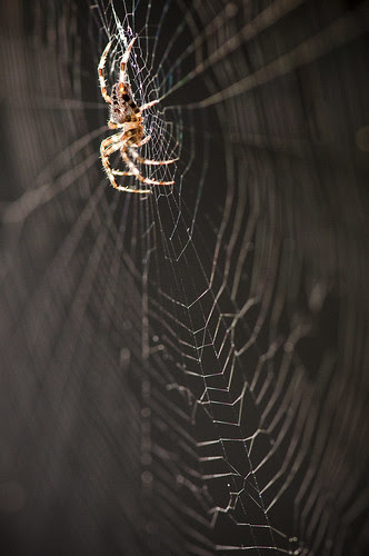 spider by petetaylor