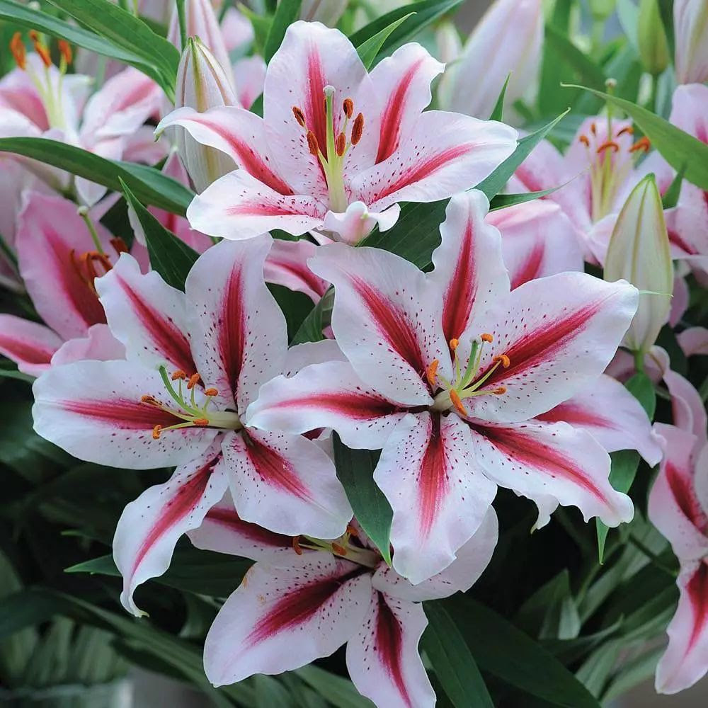 百合花有毒吗图片大全 百合花有毒吗图片在线观看 梨子网