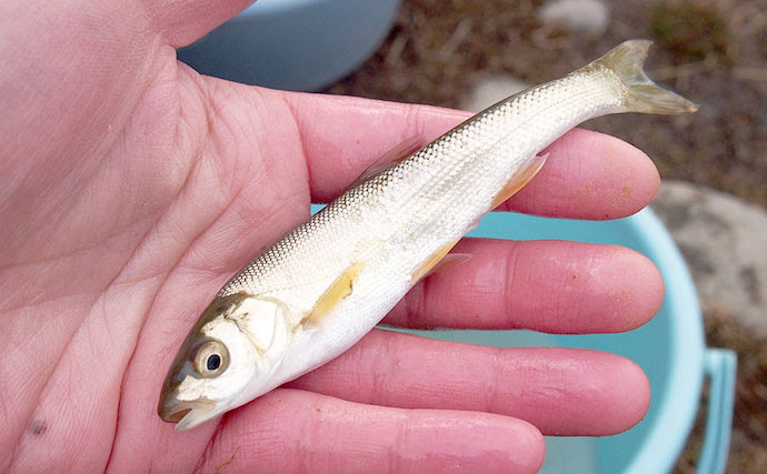 ワクワクが止まらない 親子で始める川釣りの魅力と道具のそろえ方 Tsurinews