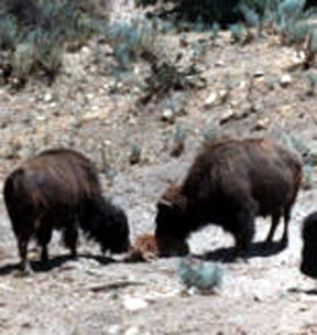 Walt Disney donated his herd of American bison to Hart Park in 1962.