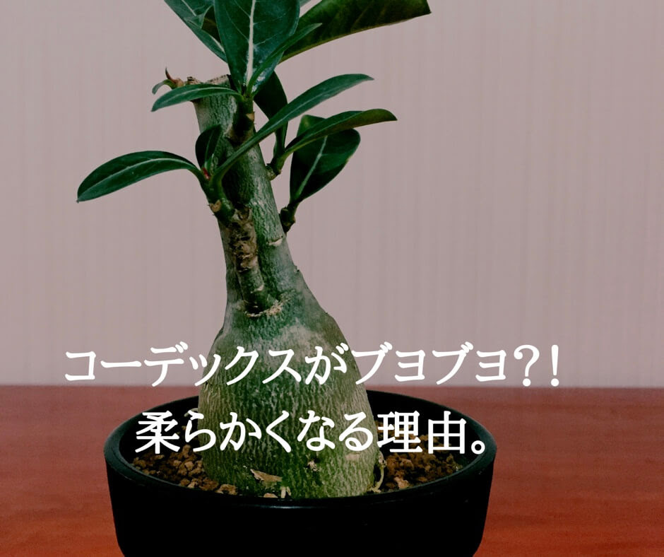コーデックス 塊根植物 のブヨブヨの原因は 疑うべき2つの原因 Goofam