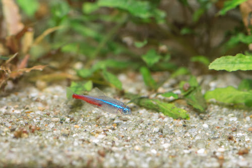 ネオンテトラの白点病の治療法 メチレンブルーの効果や使い方について 熱帯魚 淡水魚 海水魚の図鑑