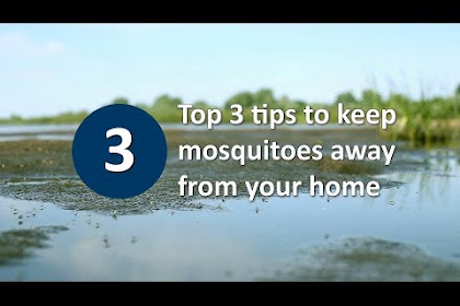 Home Remedies For Mosquitoes Bite