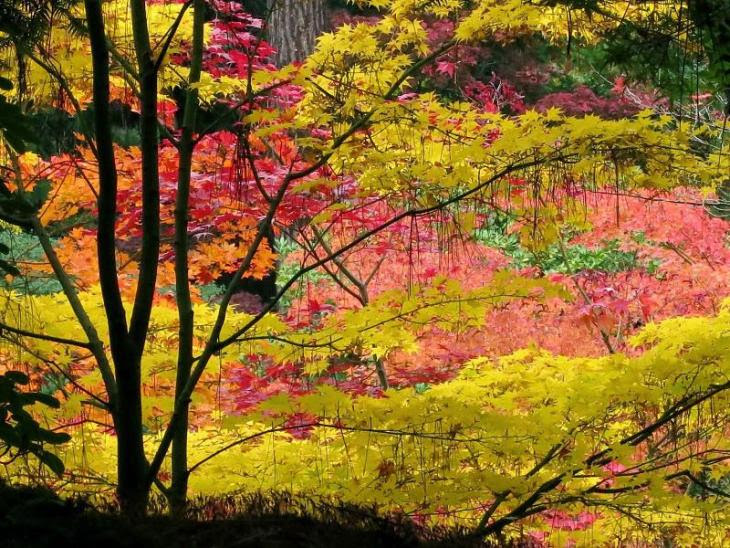 colorful-fall-photos-seattle-japanese-garden
