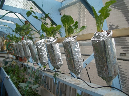 元気屋上 屋上で野菜や果物を作る ペットボトルの水耕栽培 ペットボトルで野菜は育ちます