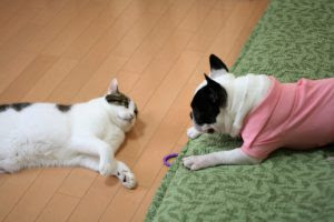 猫のヒゲ 犬のヒゲ