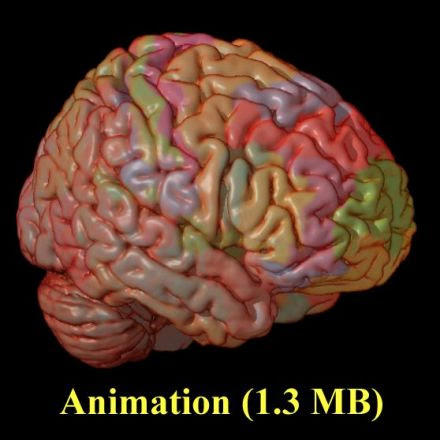 Harvard University's Fundamentals of Neuroscience Animations (4 videos)