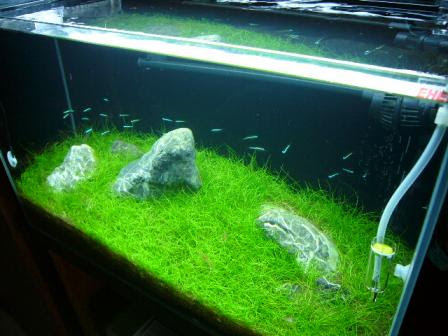 ショートヘアーグラス草原 サッカーとレッドビーシュリンプの日々 楽天ブログ