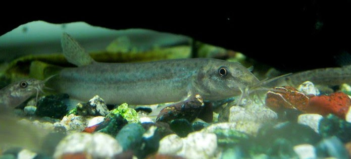 ドジョウの飼育 方法