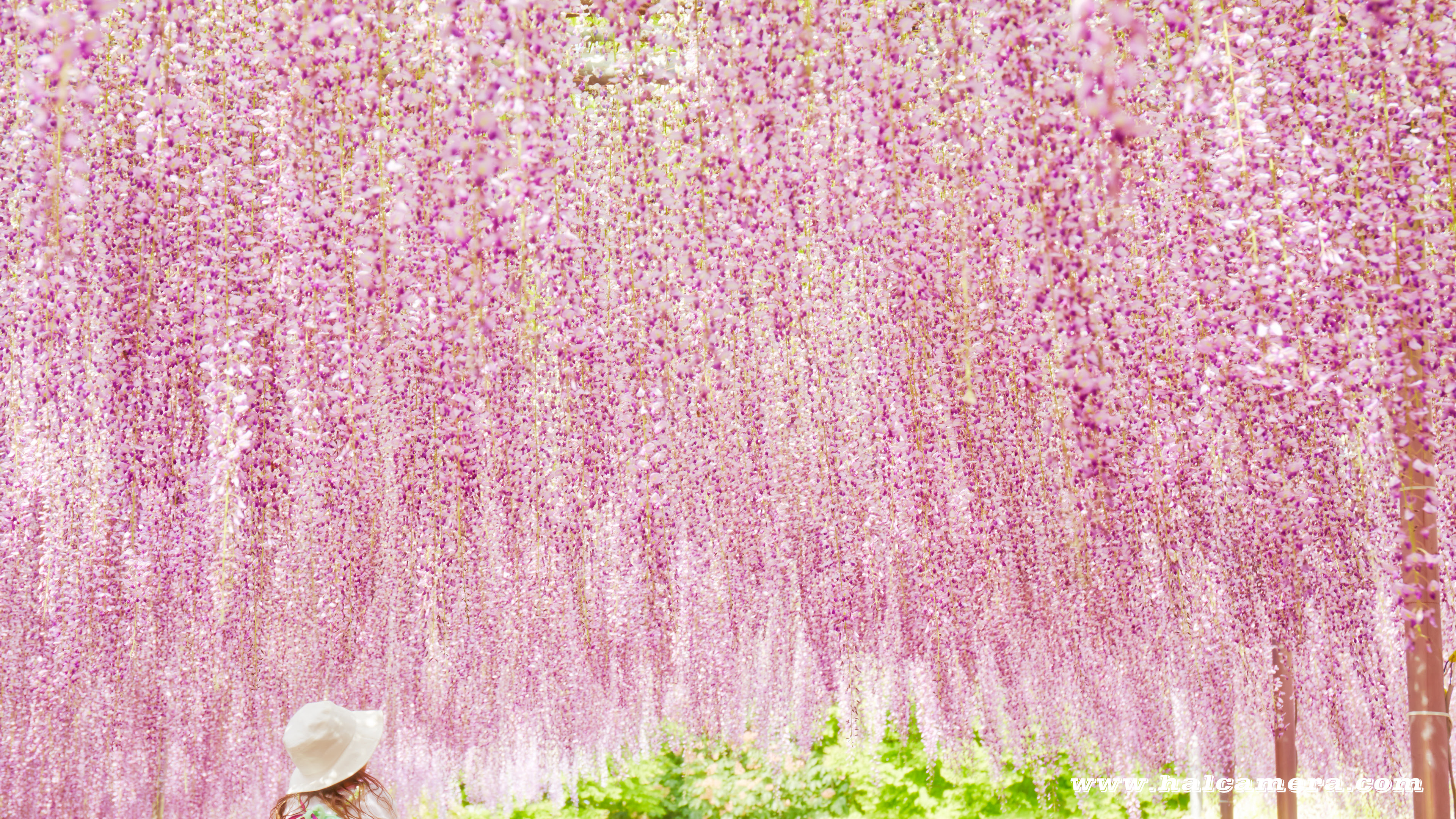 4k対応壁紙 花 植物 3枚 ハルカメラ Halcamera Com