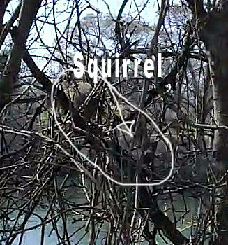 Squirrel-pic1