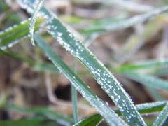 frost on the grass