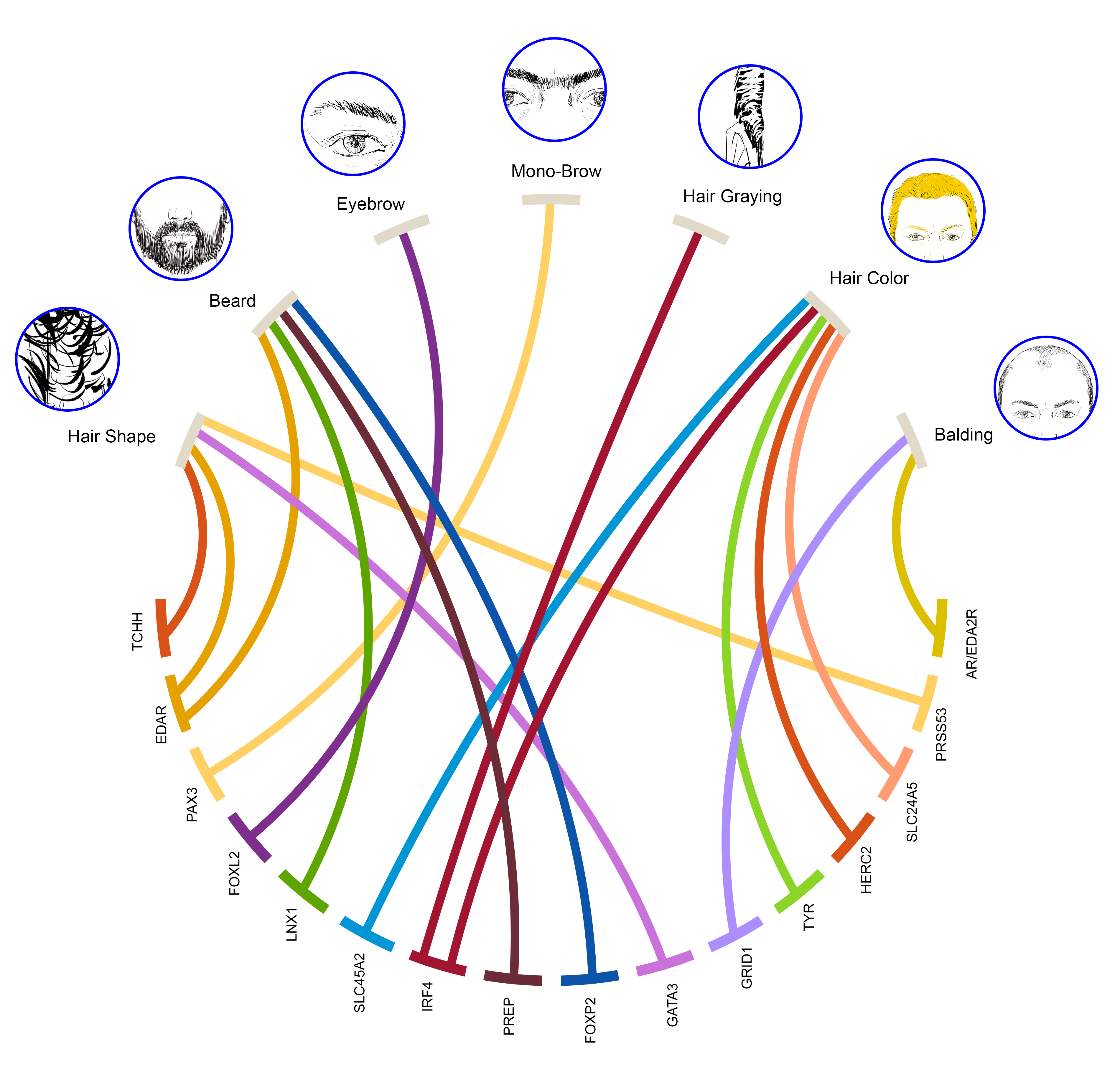 Scientists find genes linked to unibrow, hair color, and more
