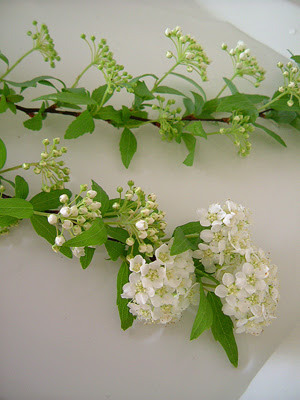 小一時間コデマリの花と格闘 Haconiwa