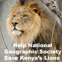 Save the Lions