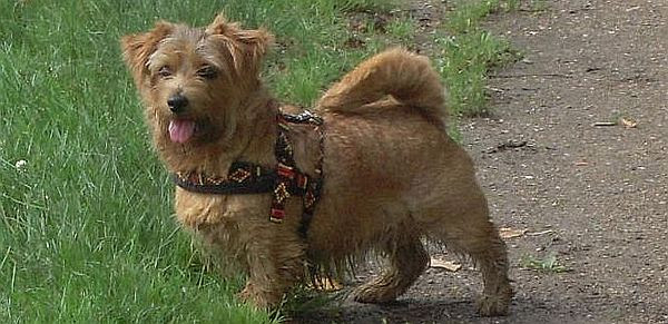 Norfolk Terrier