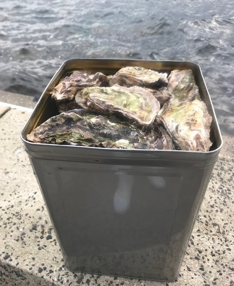 能登牡蠣 穴水産通販 年 3kg 半缶 一斗缶 漁師になりたくて In穴水 義祥丸