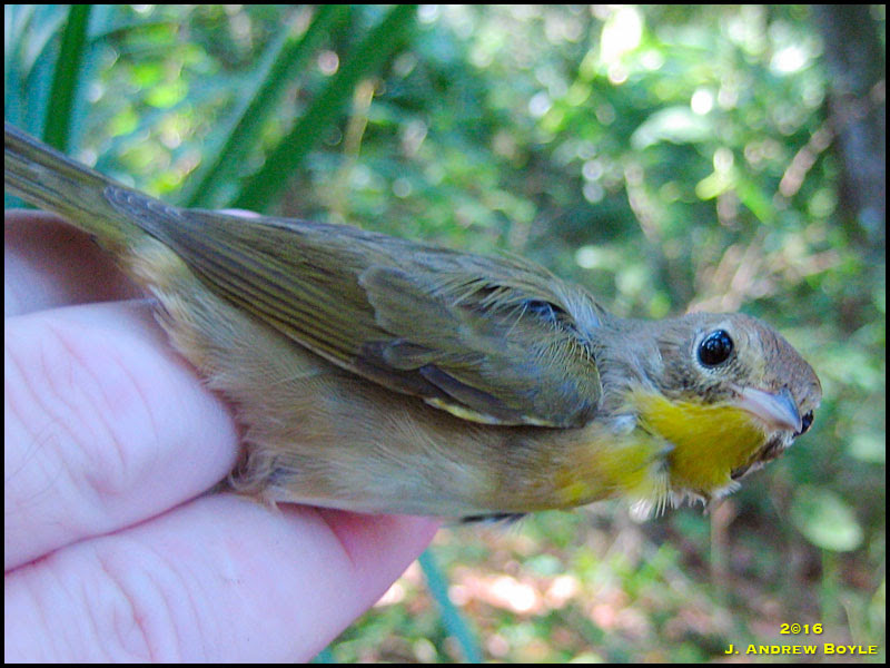 Common Yellowthroat