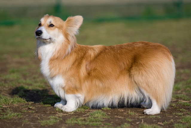 犬 牧羊犬 牧畜犬 Petfun 動物やペットに関する情報サイト