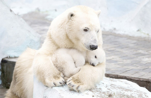 L Ours Polaire Rosine Et Charlie Ecole De Grevillers