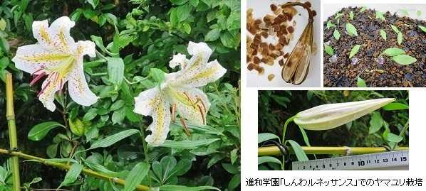 かなユリ チャレンジ プロジェクト ヤマユリ球根の返還式 インフォメーション 進和学園