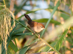 Cetti's Warbler