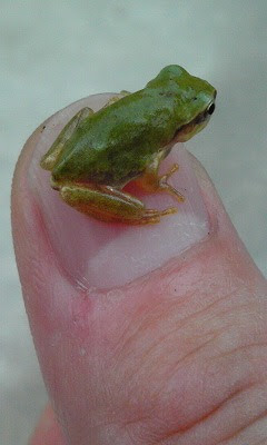 ラブなフロッグ 可愛いカエルの写真のまとめ