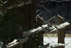 Bird on a Fence