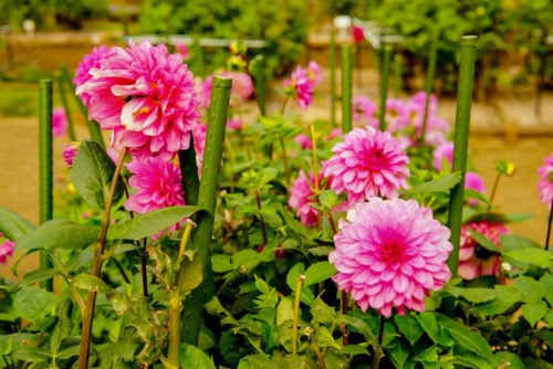 ダリアの根腐れの原因や症状とは 植物navi