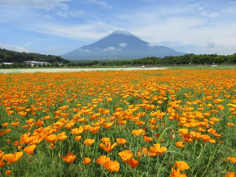 カリフォルニアポピー 花菱草 開花予定 山中湖花の都公園 富士山 山中湖観光スポット