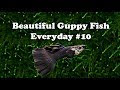 Guppy fish beautiful - Albino Guppy Fish - Live Tropical Fish - Live
Tropical Fish