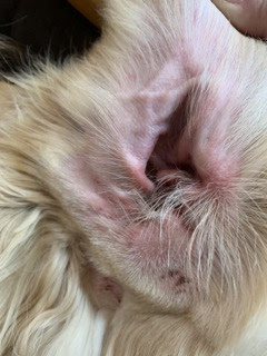 マラセチアとの戦い ちこのアロマ館