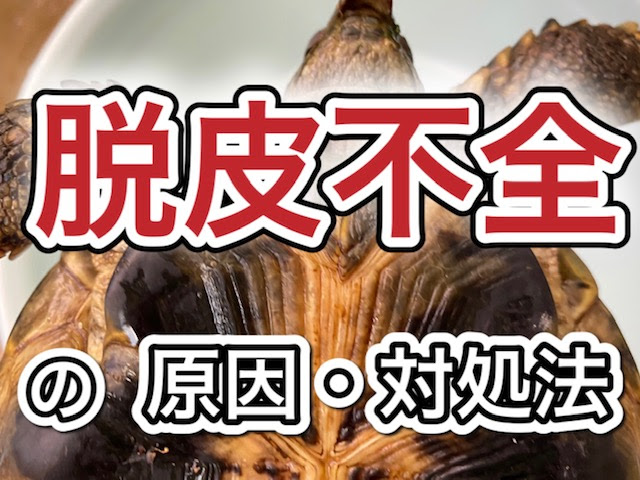 リクガメの脱皮不全 皮がむける原因と対処法 21年版 まゆみん解説 亀の飼育 大辞典道場 マニアーナ まにあ道 趣味と遊びを極めるサイト