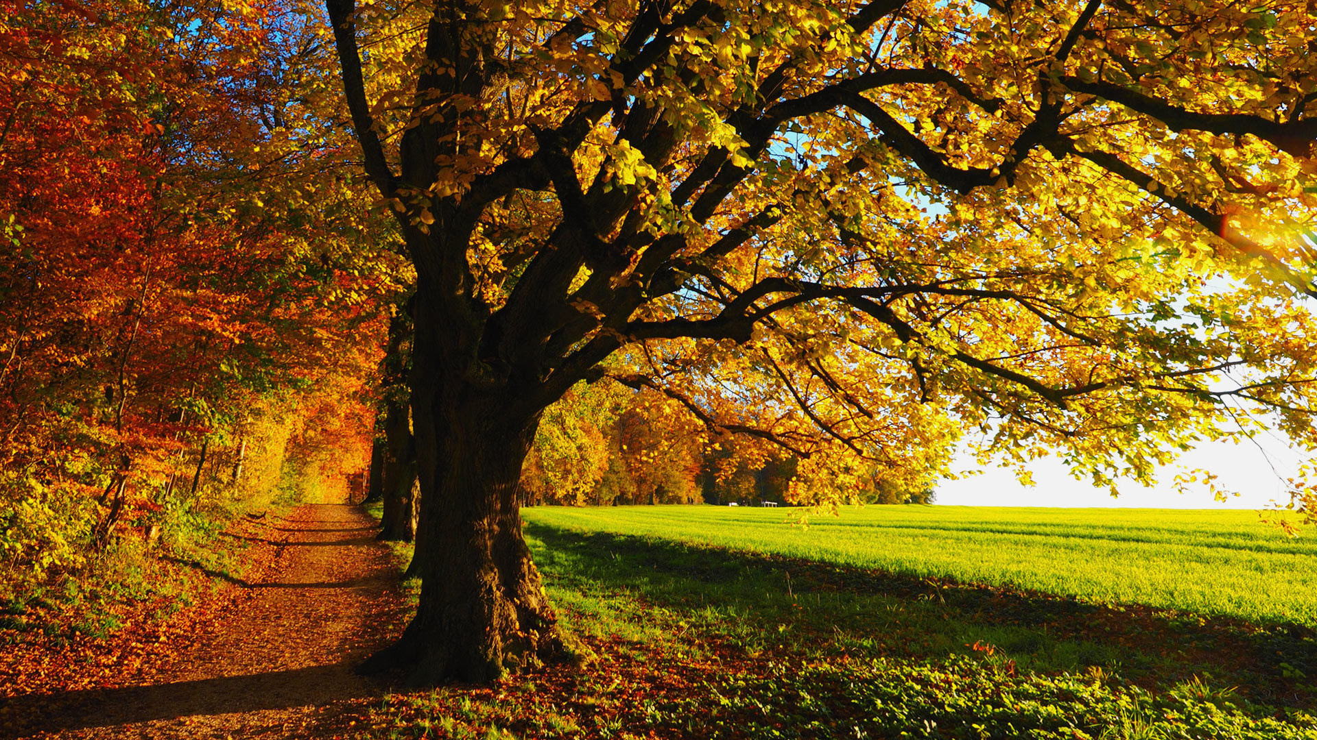 HD 1080p Fall Wallpaper (79+ images)
