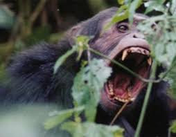 Chimpanzee