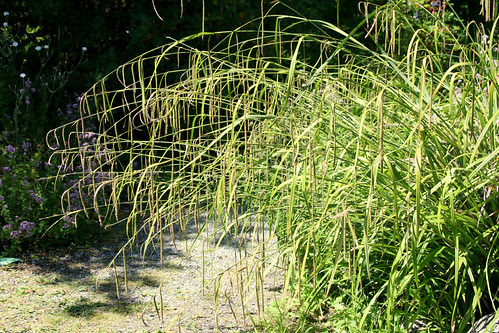 carex pendula