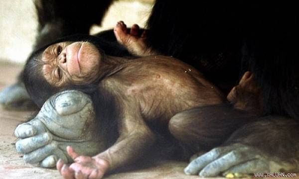 Tinh tinh non bị con đực lớn tuổi xem như nguồn thức ăn. Ảnh minh họa: .