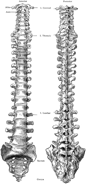 Anterior and Posterior Views of Spine