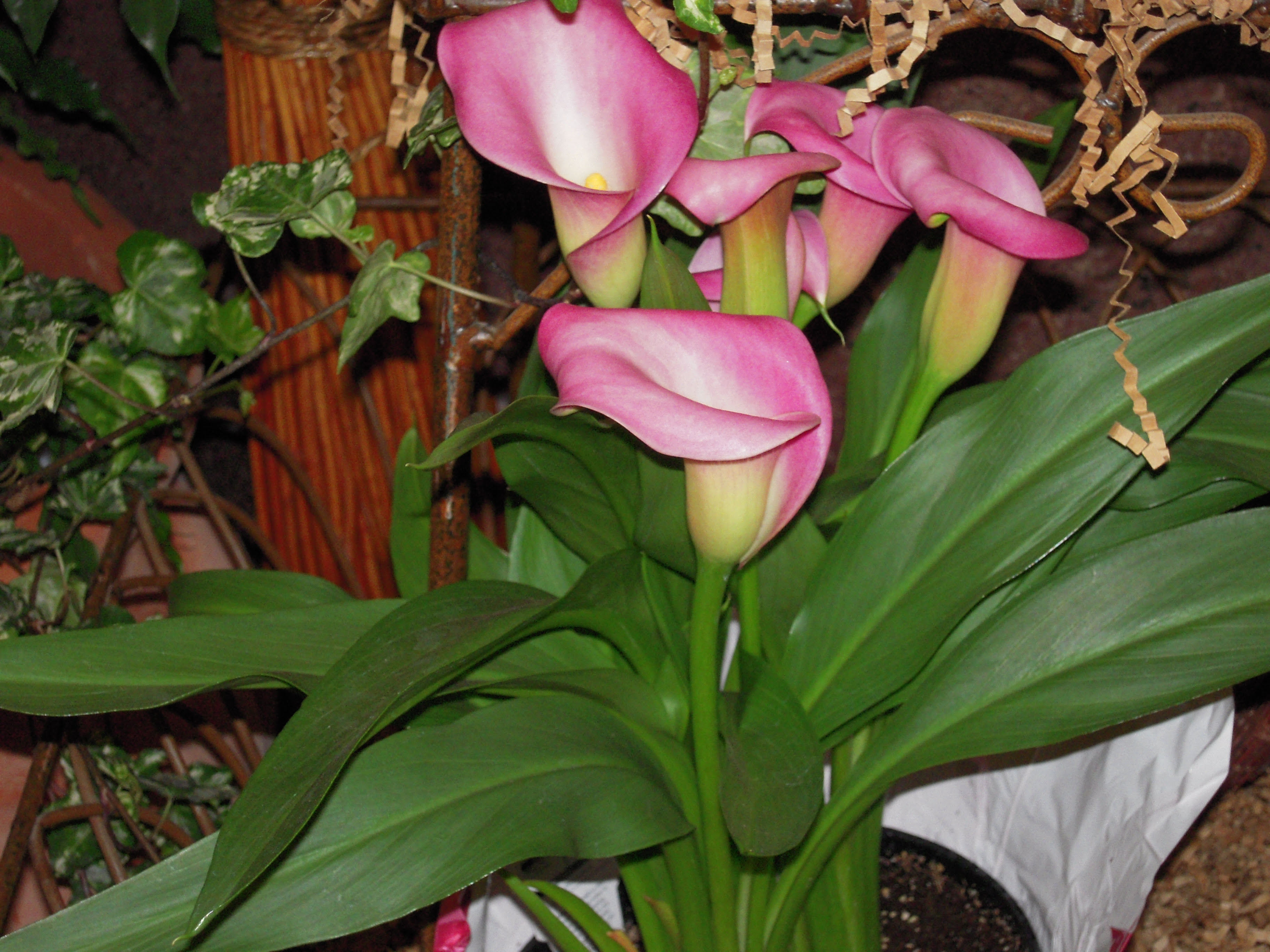 Calla Lily and Cats - Calla Lilies and Cats