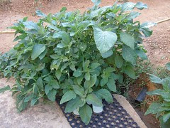 vlita bush