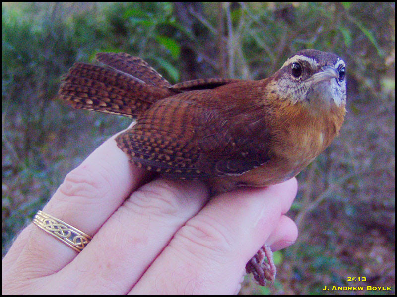 Carolina Wren